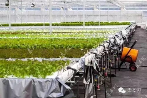 物聯(lián)網(wǎng)技術(shù)賦能智慧農(nóng)業(yè) 植物工廠的全鏈條應(yīng)用服務(wù)